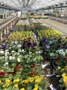 地域花いっぱい８０３０【はちまるさんまる】事業